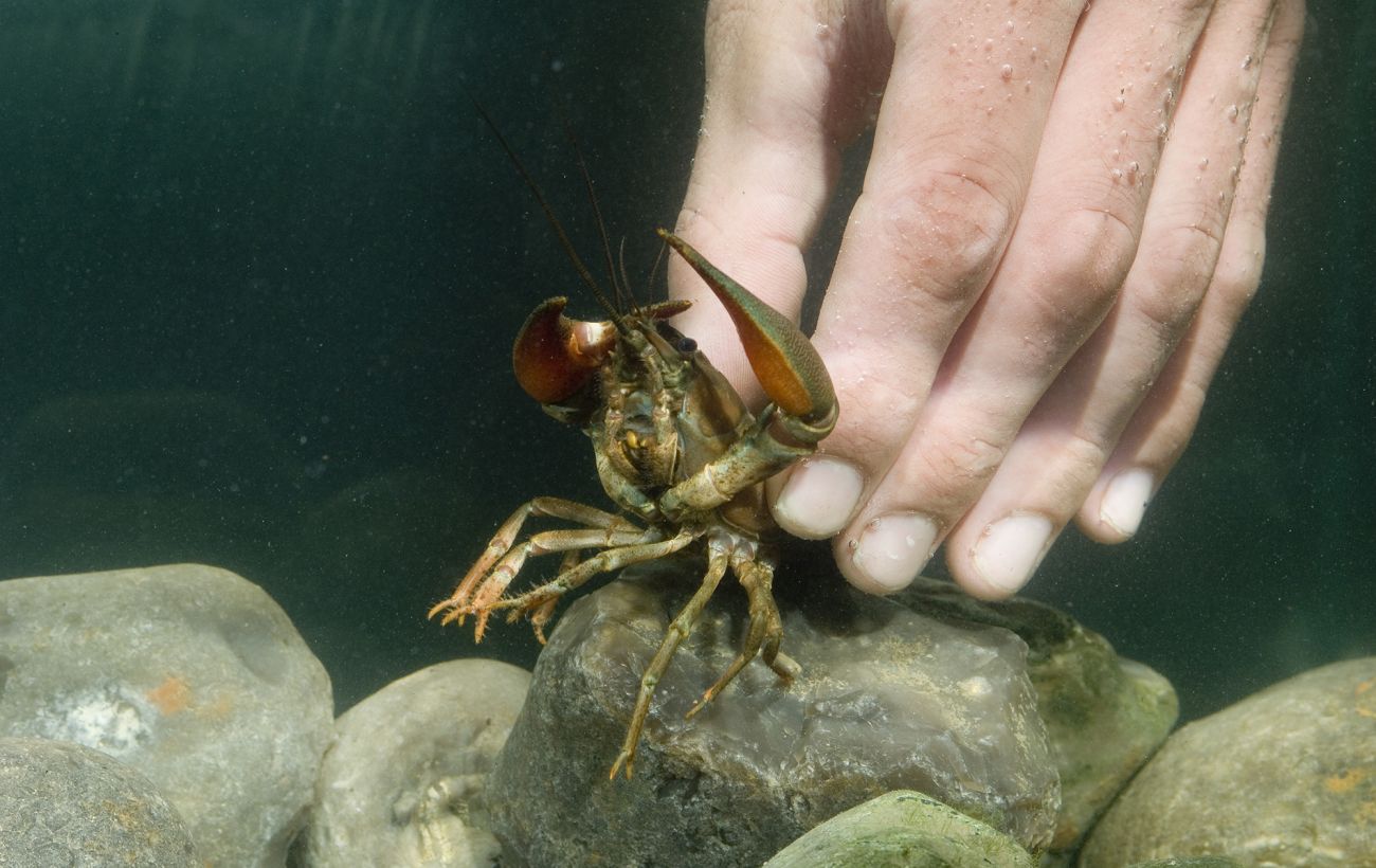 Заборону знято: як ловити раків на водоймах України, щоб не нарватися на штраф