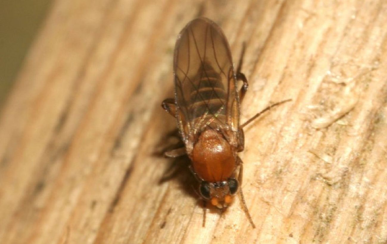 Що робити, якщо ви знайшли муху-горбатку у бананах