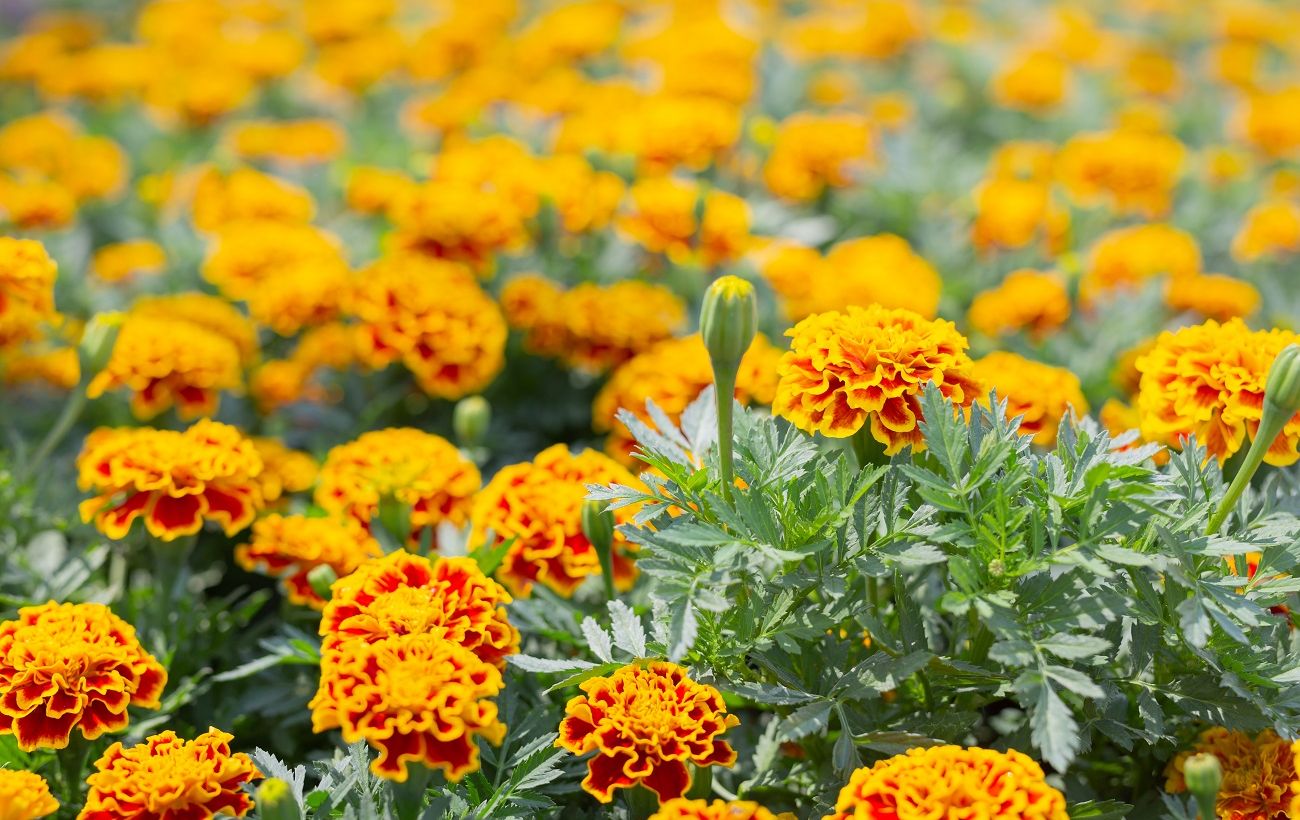 Як садити чорнобривці під зиму: секрети яскравих клумб навесні