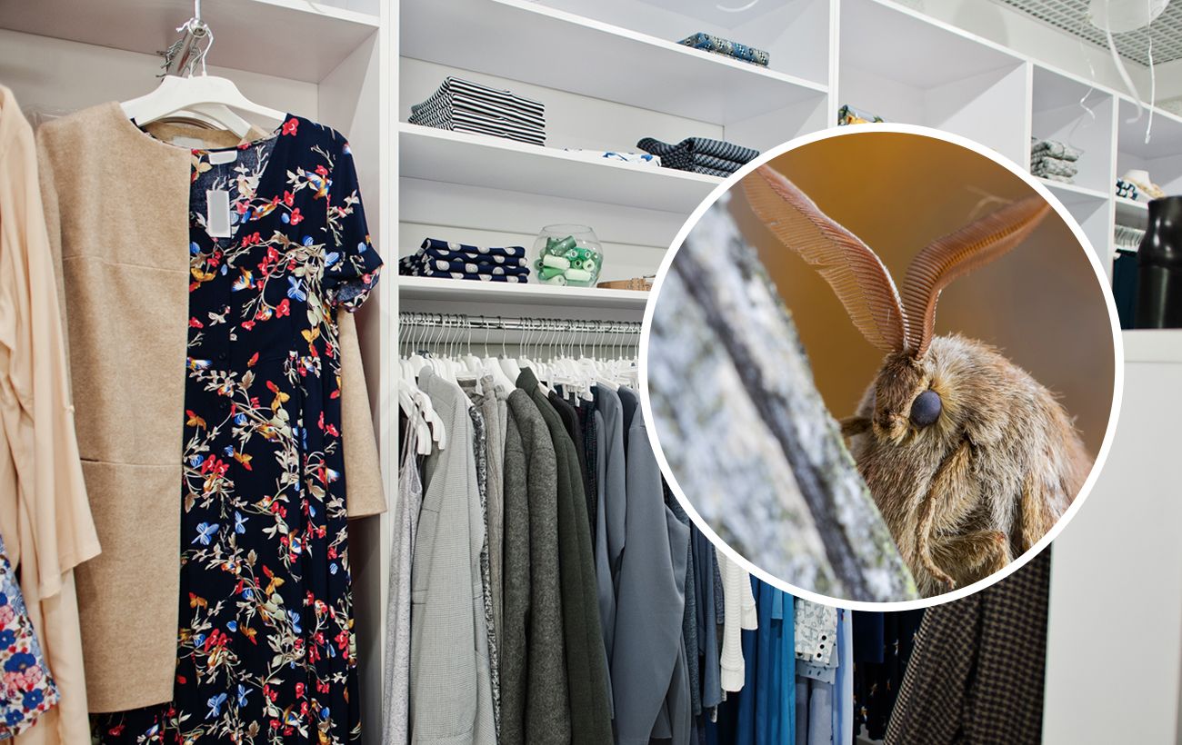 Копійчаний засіб, який вижене міль із шафи назавжди