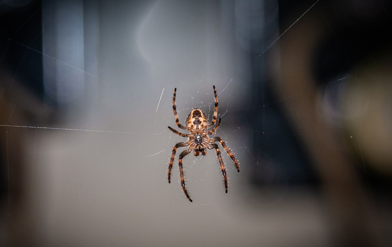 Павук у домі: до грошей, любові чи біди - що кажуть українські прикмети