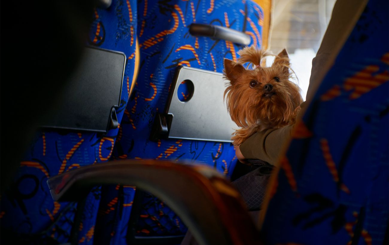 Подорож з котом або собакою за кордон: які вимоги діють для в’їзду до ЄС