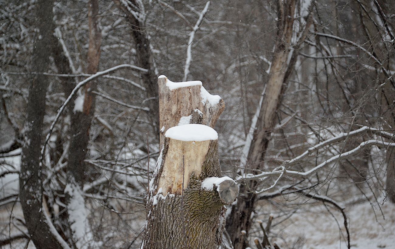 На Закарпатті на 8-річну дівчинку впало дерево: дитина загинула