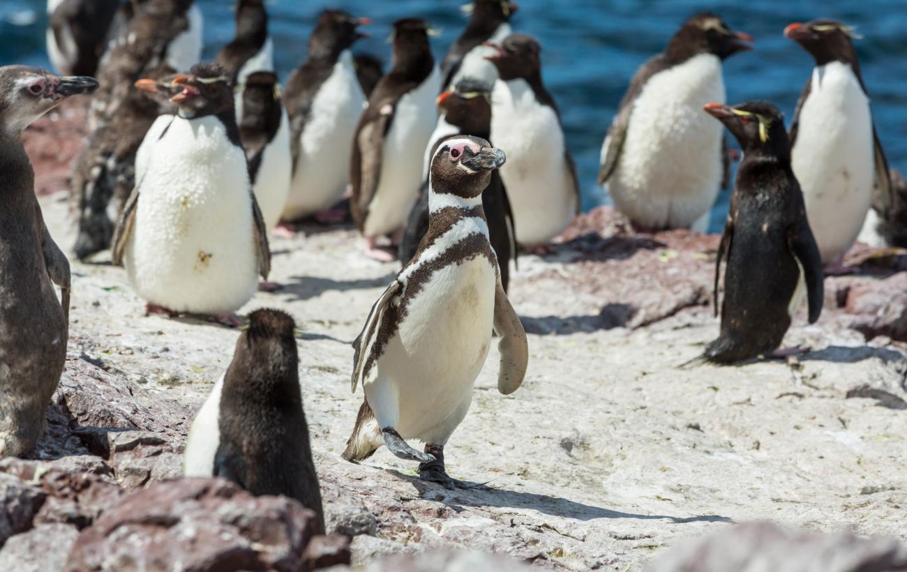 Не плюшеві іграшки: чому гладити пінгвінів не можна і чим це загрожує