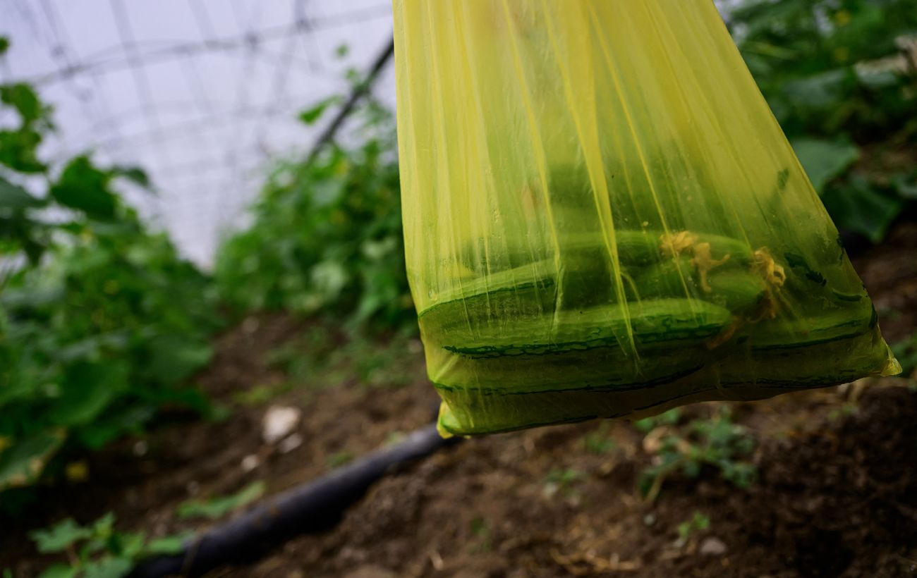 Морози й відключення світла: чи можуть українці залишитись без тепличних овочів