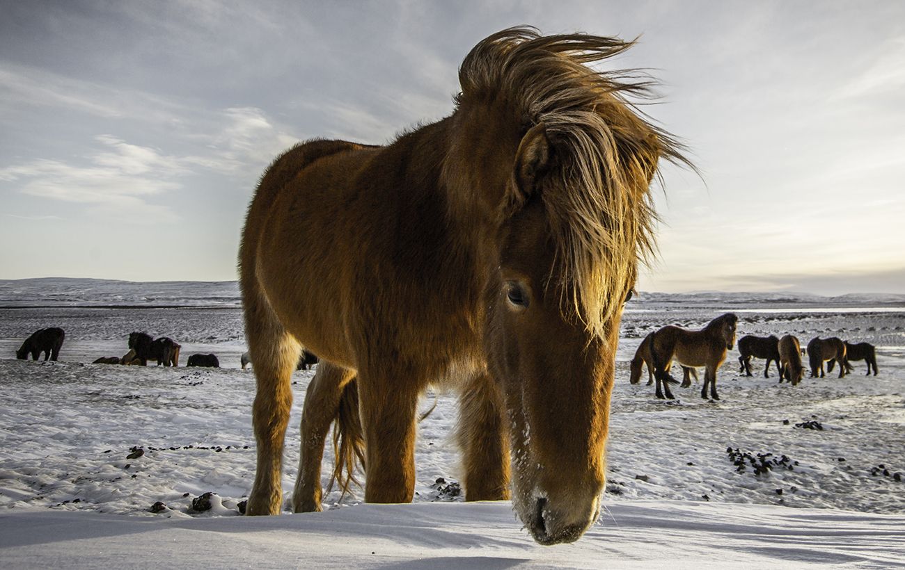 Стародавнє китайське прокляття у рік Вогняного Коня: що може піти не так у 2026
