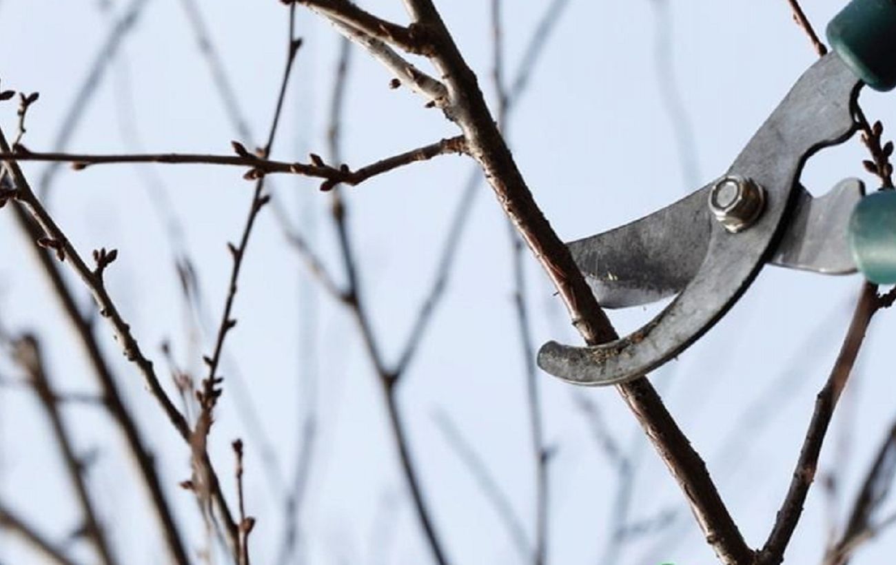 Не пропустіть лютий: 5 робіт у саду, які потрібно зробити просто зараз