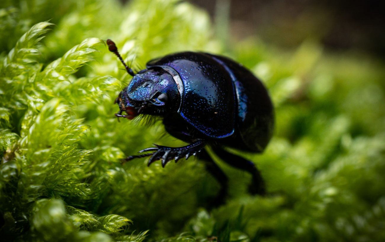 Космічна експансія: чи можуть комахи вижити поза межами Землі