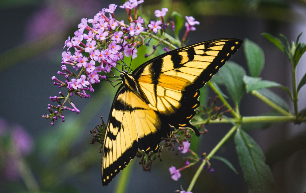 Зі шкідників - у Червону книгу: чому в Україні зникають метелики і які види під загрозою