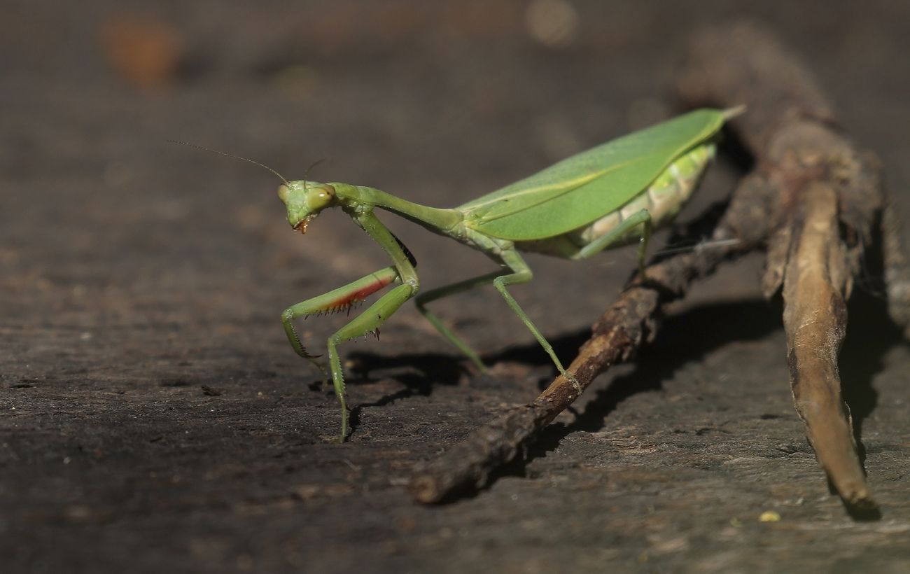В Україні з'являються комахи-"чужинці": хто вони і чим небезпечні