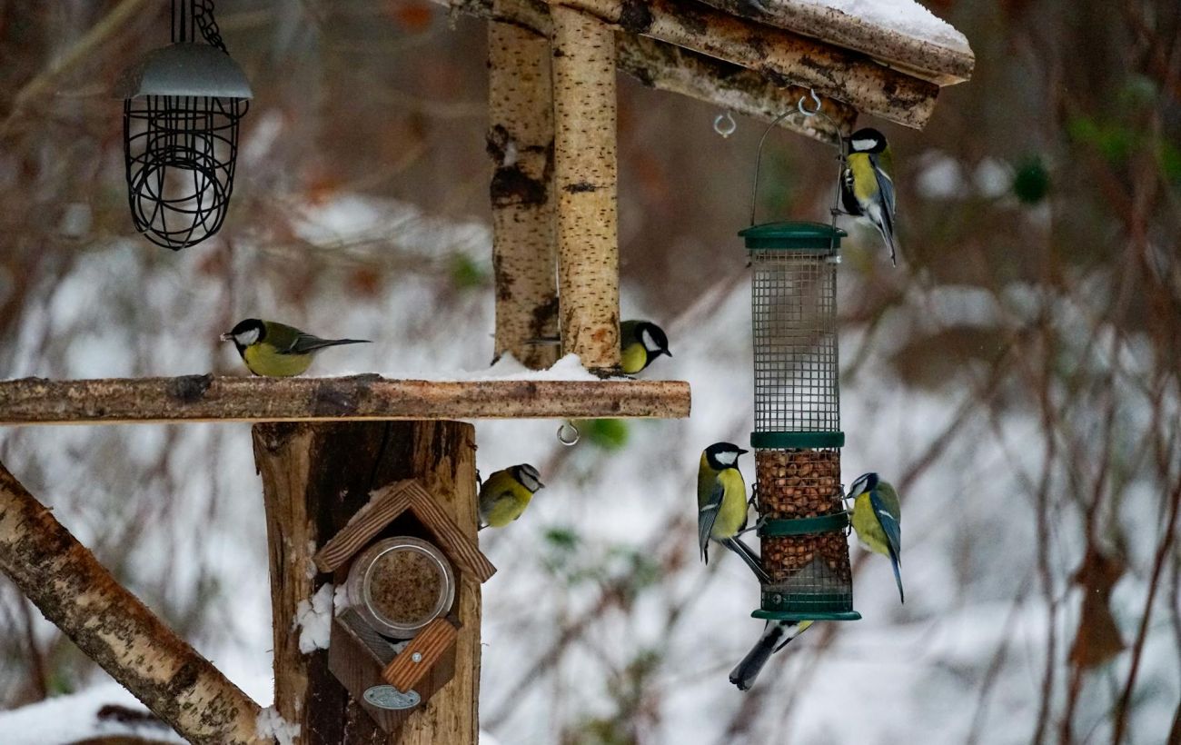 Сало, насіння чи хліб: орнітологиня НАН пояснила, як правильно підгодовувати птахів