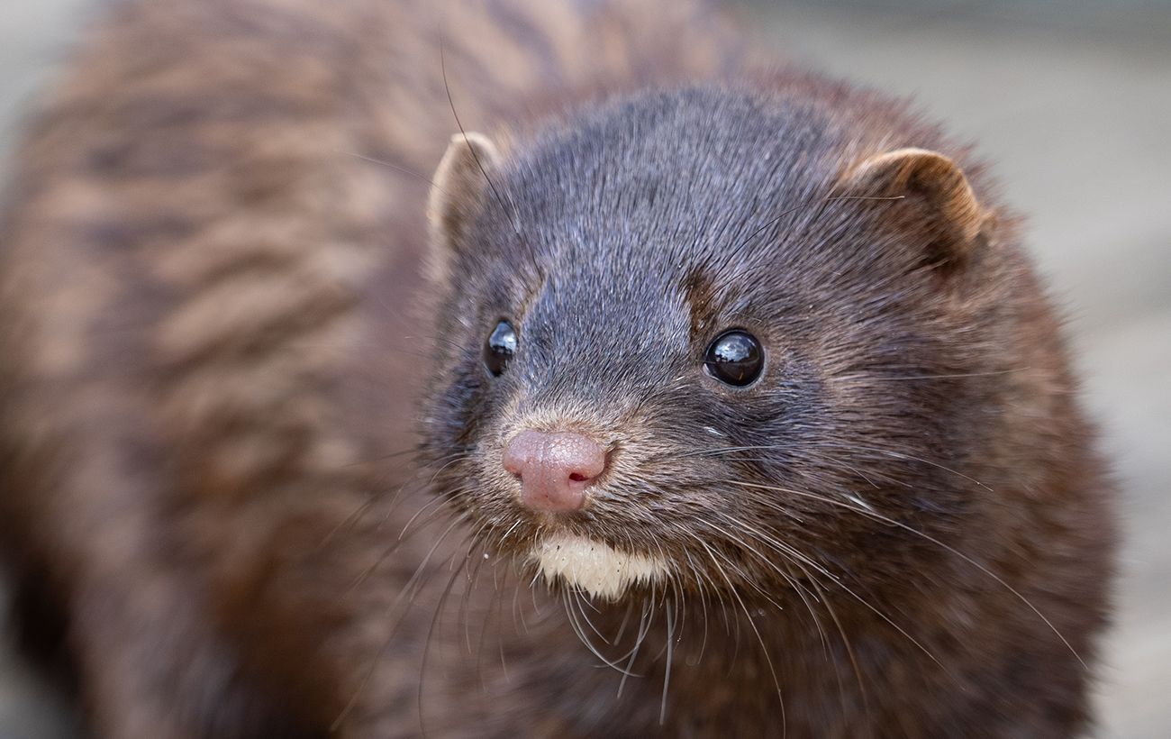 Рідкісний гість в Одеській області: у нацпарку виявили сліди тварини з Червоної книги
