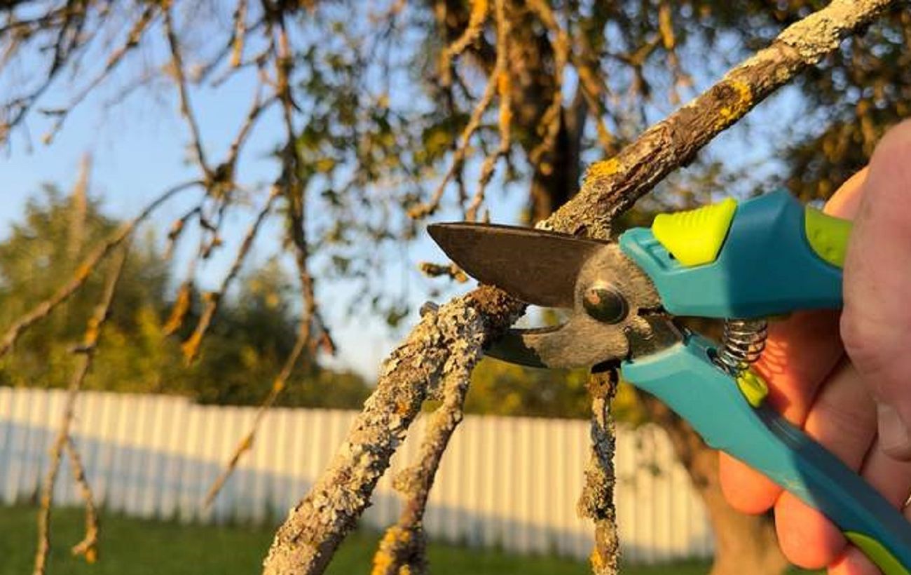 Що не можна обрізати навесні: просте правило садівника, яке рятує квіти