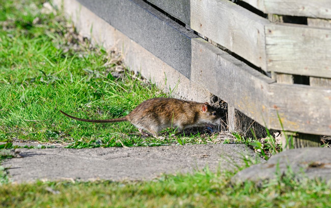 Щури будуть тікати: простий кухонний продукт, який відлякує гризунів навесні
