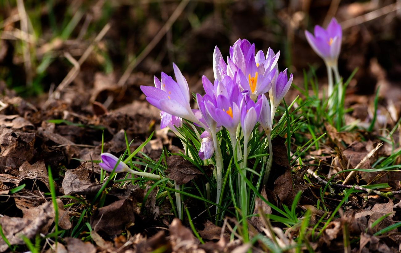 Українцям загрожує штраф за популярне весняне порушення: про що йдеться