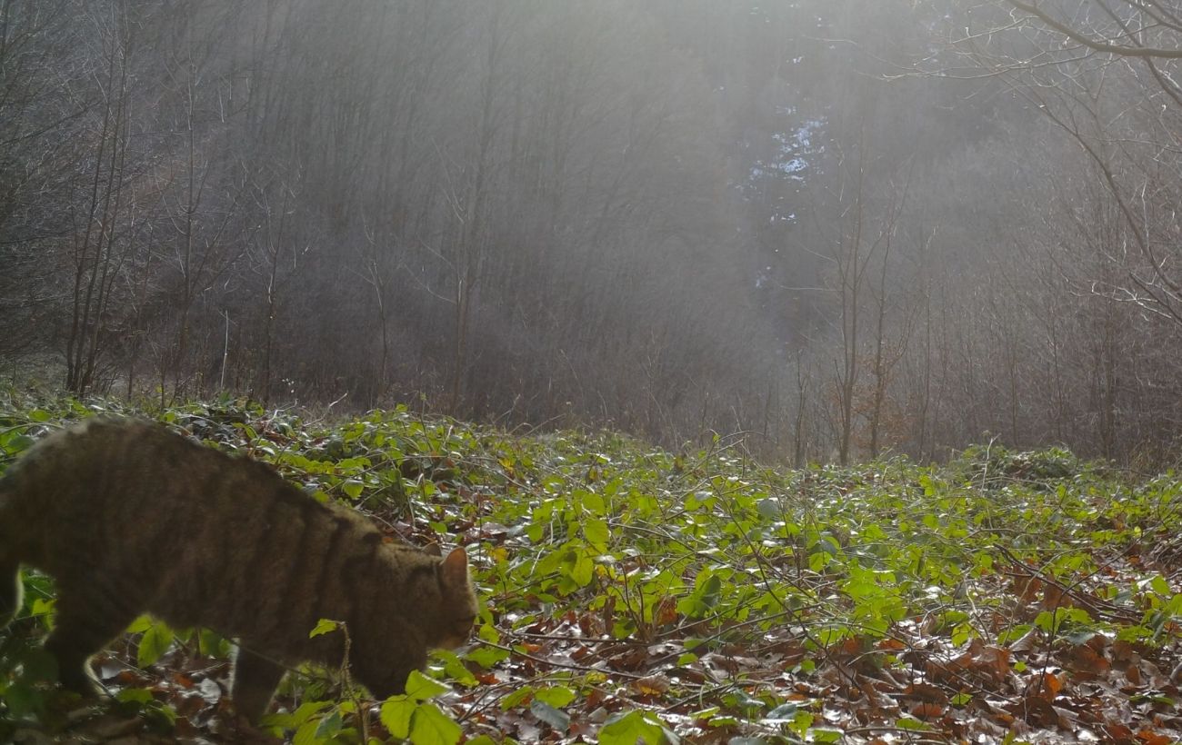 У Карпатах помітили рідкісного кота-хижака: унікальні кадри з фотопасток