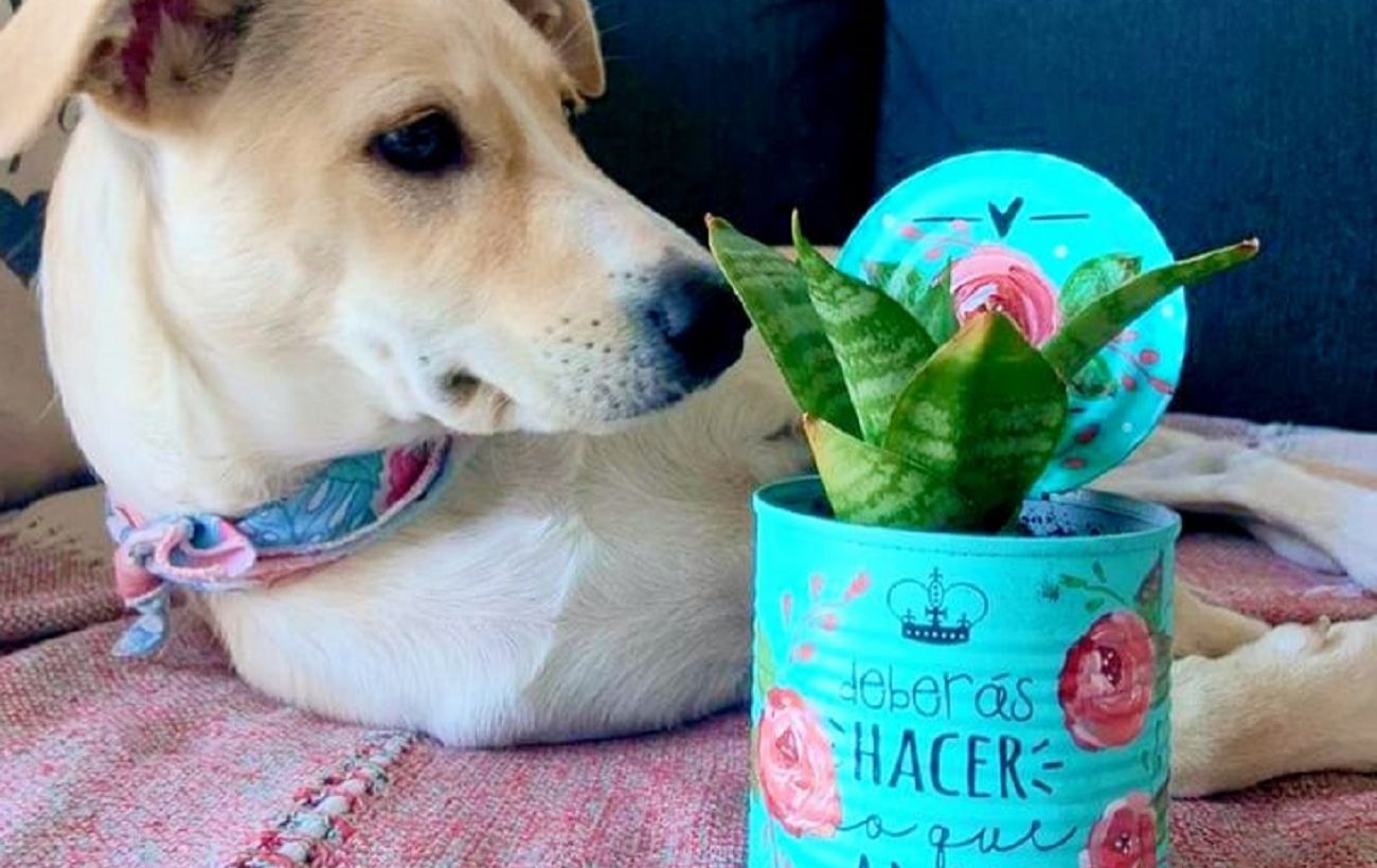 Не викидайте бляшанки: простий лайфхак, який перетворить їх на стильний декор