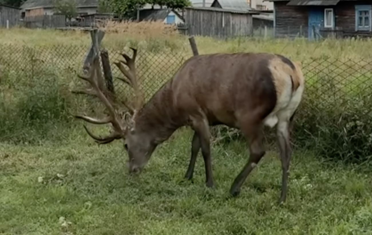 У Рівненській області відомого оленя Бориса збила машина: що встановила поліція